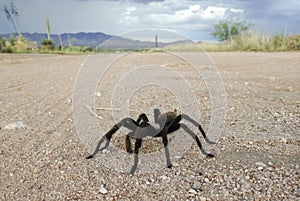 A Costa Rican, also known as Desert, Tarantula