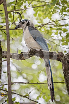 Costa Rican birds, White-throated magpie-jay Calocitta formosa. Junquillal, Guanacaste, Costa Rica photo