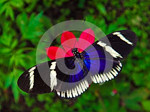 Costa Rican butterfly