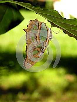 Costa Rican butterfly - Siproeta Stelenes