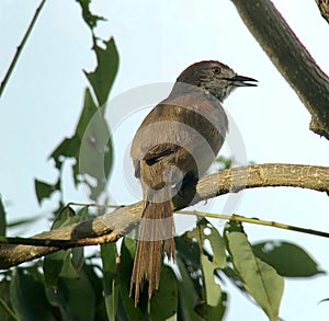 Costa Rican Clay-Colored Finch