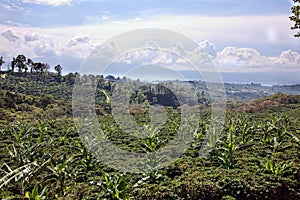 Costa Rican Coffee Plantation