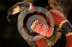 A costa rican coral snake