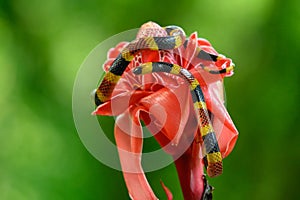 Costa Rican coral snake.