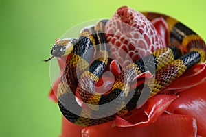 Costa Rican coral snake common snake distributed from the east and southeastern Caribbean in Nicaragua
