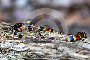 Costa Rican coral snake common snake distributed from the east and southeastern Caribbean in Nicaragua to Caribbean in Panama