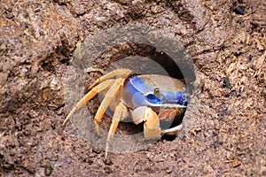 Costa Rican crab
