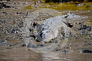 Costa Rican Crocodile photo