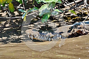 Costa Rican Crocodile photo