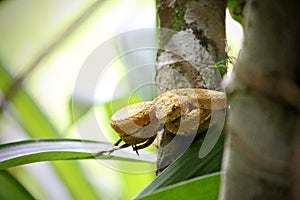 A Costa Rican Eyelash Palm Pit Viper