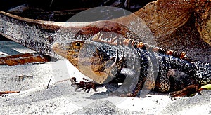 Costa Rican Iguana on the beach