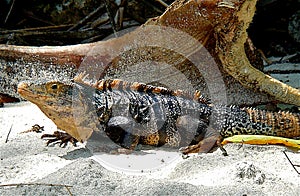 Costa Rican Iguana on the beach