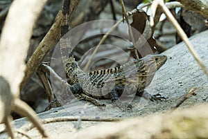Costa Rican Lizard