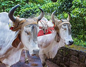 Costa Rican ox cart