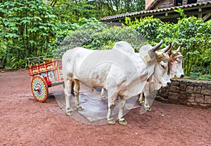 Costa Rican ox cart