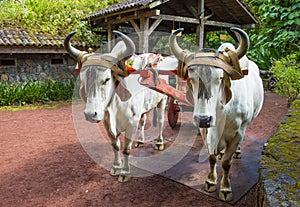 Costa Rican ox cart
