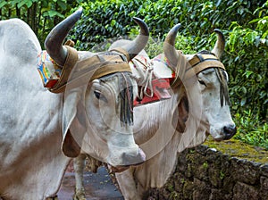 Costa Rican ox cart