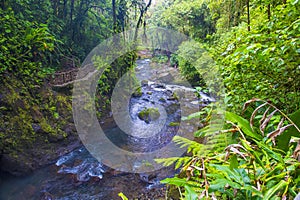 Costa Rican rain forest