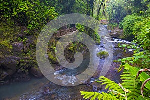 Costa Rican rain forest