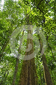 Costa Rican rain forest