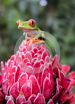 Costa Rican Red Eyed Tree Frog Agalychnis callidryas. Frogs Heaven, Costa Rica, Central America