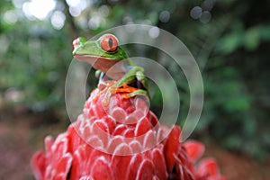 Costa Rican Red Eyed Tree Frog Agalychnis callidryas sitting on flower. Frogs Heaven, Costa Rica, Central America