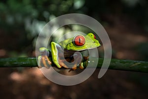 Costa Rican Red Eyed Treefrog Agalychnis callidryas. Frogs Heaven, Costa Rica, Central America