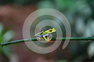 Costa Rican Red Eyed Treefrog Agalychnis callidryas on a tree branch. Frogs Heaven, Costa Rica, Central America