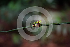 Costa Rican Red Eyed Treefrog Agalychnis callidryas on a tree branch. Frogs Heaven, Costa Rica, Central America