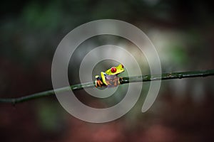 Costa Rican Red Eyed Treefrog Agalychnis callidryas on a tree branch. Frogs Heaven, Costa Rica, Central America