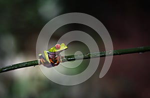 Costa Rican Red Eyed Treefrog Agalychnis callidryas on a tree branch. Frogs Heaven, Costa Rica, Central America