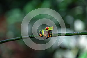 Costa Rican Red Eyed Treefrog Agalychnis callidryas on a tree branch. Frogs Heaven, Costa Rica, Central America