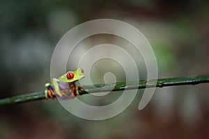 Costa Rican Red Eyed Treefrog Agalychnis callidryas on a tree branch. Frogs Heaven, Costa Rica, Central America