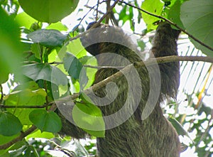 Costa Rican Three-toed Sloth