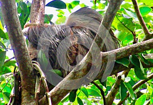 Costa Rican Three-toed Sloth