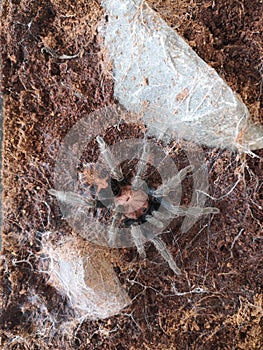 Costa Rican tiger rump tarantula. Aggressive spider species