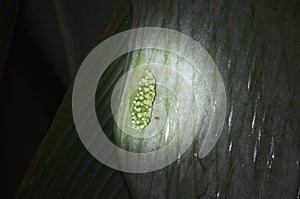 Costa Rican Tree Frog eggs