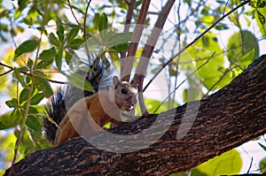 Costa Rican variegated Squirrel up a tree