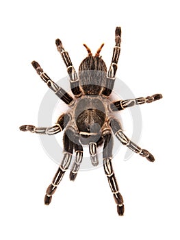 Costa Rican Zebra Tarantula, also known as the Striped-knee Tarantula Aphonopelma seemanni