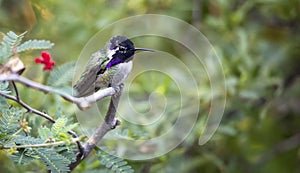 Costa`s hummingbird Calypte costae, adult male photo