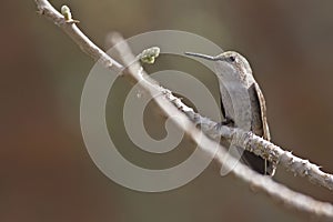 Costa`s Hummingbird, Calypte costae, perched