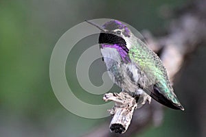 Costa's Hummingbird Iridescence photo