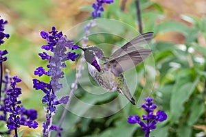 Costa`s hummingbird; purple head, feeding on purple flowers.