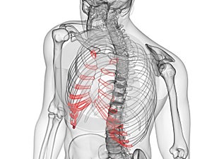 The costal cartilage