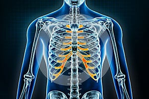 Costal cartilage x-ray. Osteology of the human skeleton or bones 3D rendering illustration. Anatomy, medical, science, biology,