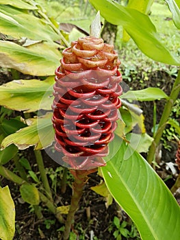 Costarica tropical red shampoo flowers photo
