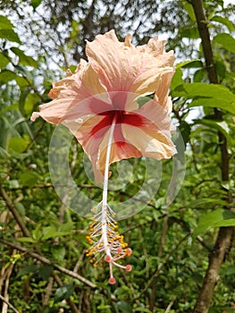 Costarica pink hibiscus flowers photo