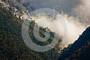 Costarican cloud forest on the way to Mt. Chirripo