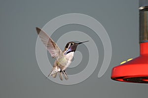 Costas Hummingbird