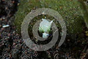 Costasiella usagi Sea Slug photo